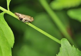 蟲情測報燈的使用方法