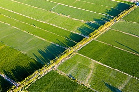 新疆阿克蘇：應用太陽能殺蟲燈防治農田蟲害！