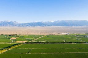 天長市：應用太陽能殺蟲燈，防治田間蟲害