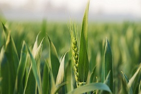 綠色防控設備，讓河北麥田更綠！