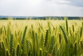 高標準農田建設標準及其重要性