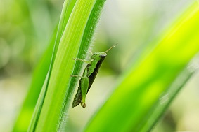 太陽能蟲情測報燈優(yōu)勢介紹
